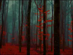 Mgła, Jesień, Las