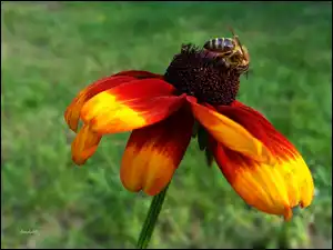 Pszczoła, Kwiat, Rudbekia, Owad