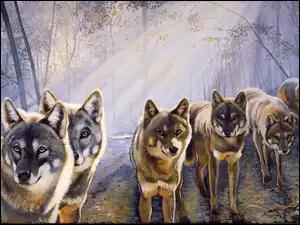 Słońca, Wilki, Las, Promienie