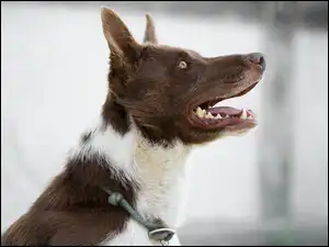 Border collie bokiem