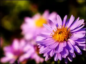 Aster, Kwitnący, Fioletowy