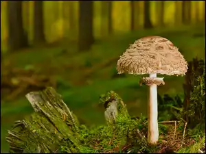 Ściółka, Grzyb, Las, Mech
