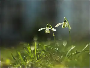 Kwiaty, Przebiśniegi, Białe
