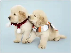 Golden retriever, Szaliki, Szczeniaki, Psy, Kolorowe