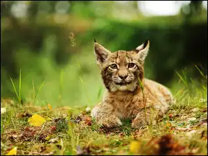 Trawy, Ryś, Źdźbła