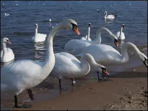 Ptaki, Białe, Morze, Plaża, Łabędzie, Woda