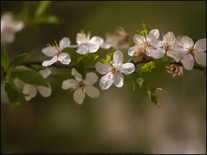 Białe, Gałązka, Zielone, Drzewo owocowe, Kwiaty, Listki