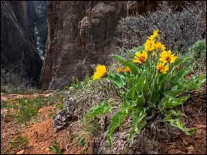 Skały, Rośliny, Balsamorhiza, Góry, Kwiaty, Żółte, Kępka