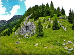 Drzewa, Góry, Skały