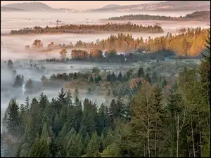 Mgła, Drzewa, Lasy