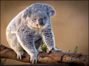 Drzewa, Miś, Koala, Konar