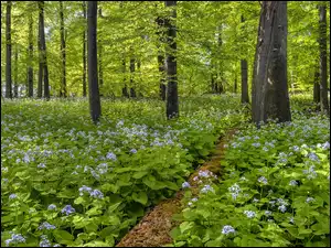 Drzewa, Miesiącznice, Las, Wiosna, Kwiaty