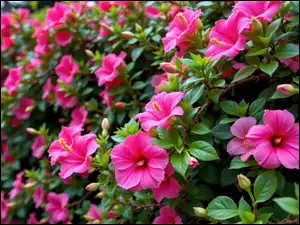 Różowe, Hibiskus, Gałązki, Pąki, Kwiaty, Listki