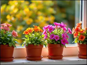 Doniczki, Parapet, Kwiaty, Kolorowe, Okno