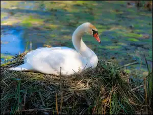 Gniazdo, Biały, Łabędź